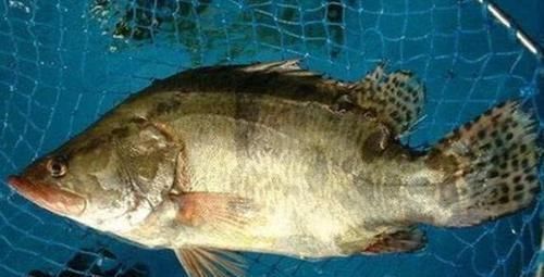 介绍的则|全球“最名贵”的6种鱼，最高一公斤卖16万，有钱也吃不起