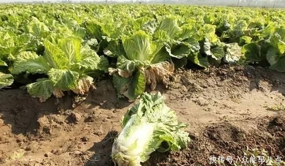 警方|男子连偷180棵大白菜，警方知道原因后懵了