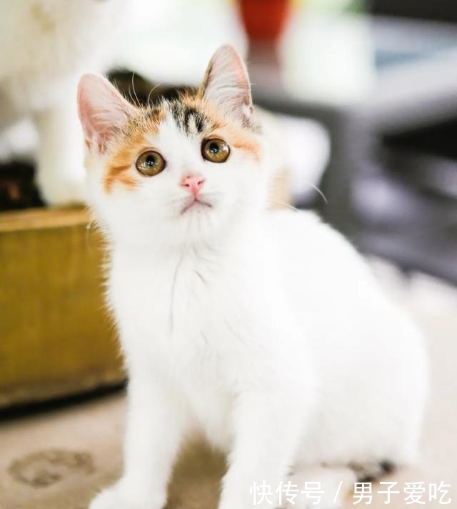  前来|观复猫天团上新，米麒麟前来报道啦