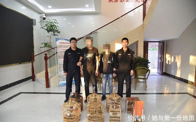 捕捉|两外地男子在南城捕捉12只画眉鸟被抓！