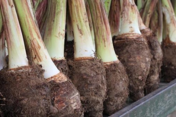  相差|经常吃芋头的人，请记得三种技巧，就不会买到品相差的