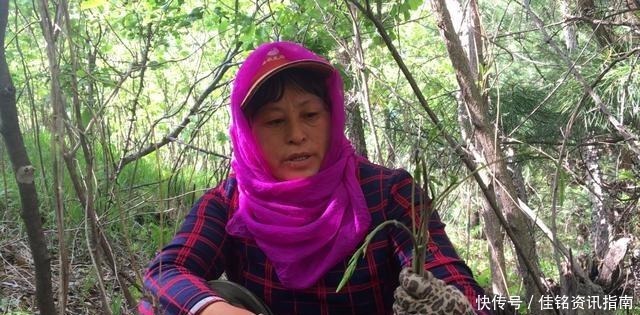 地下|只生长在东北农村的穿地龙，地上能吃地下能泡，这用处真不少