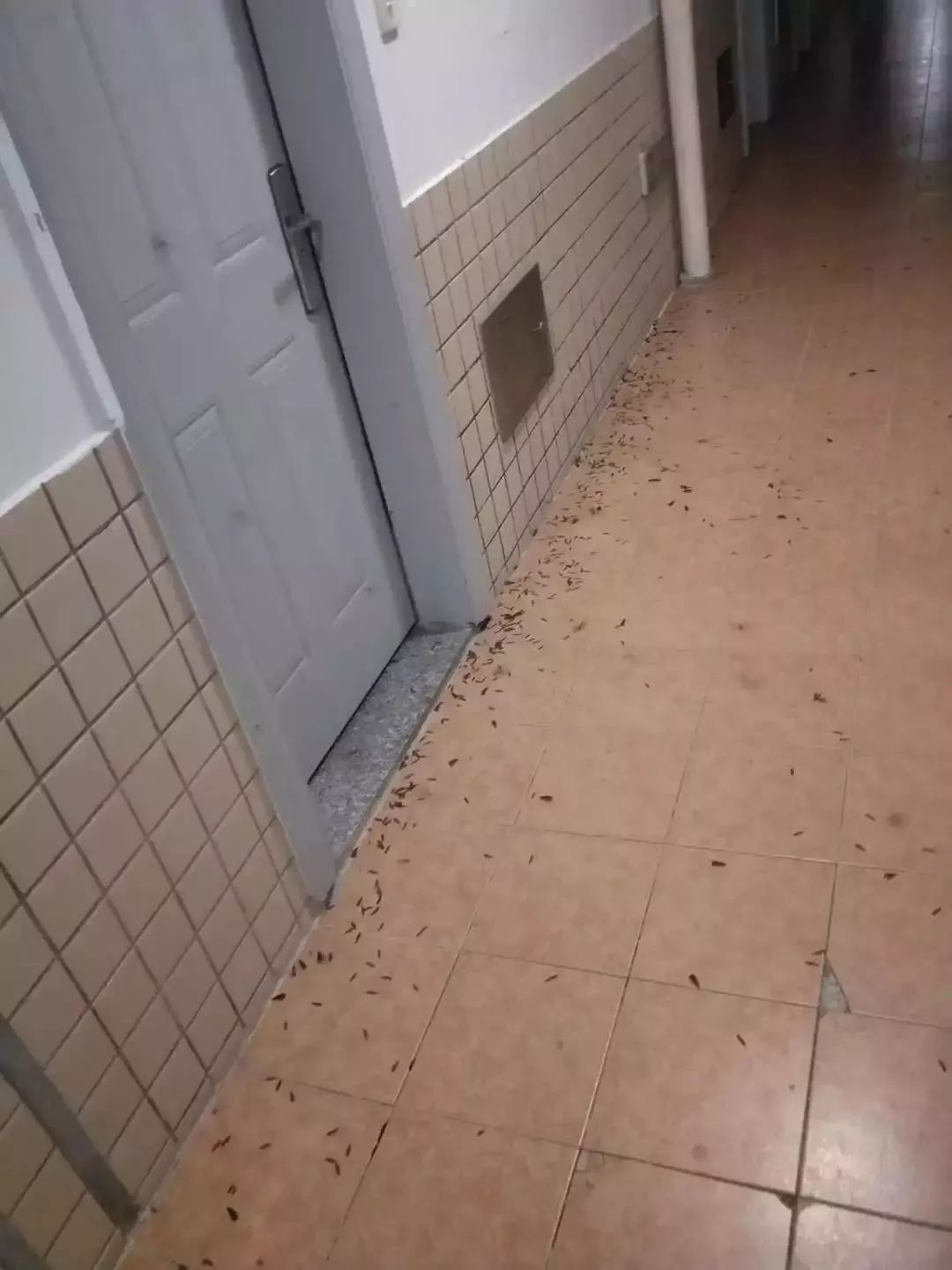  暴雨|头皮发麻！暴雨过后，多处出现小飞虫！