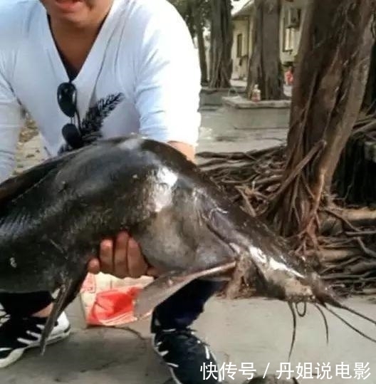  污水|男子下水道中捕获1米长大鱼, 喝地沟油长大, 身体发生畸变!