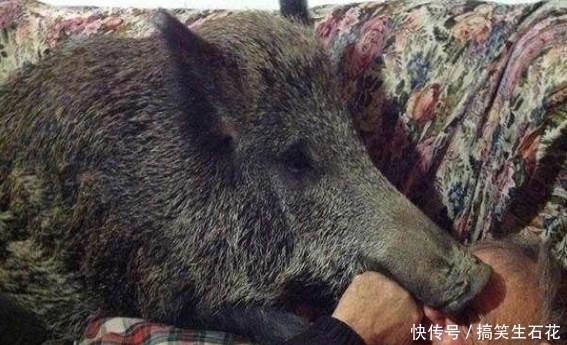  偶遇|大爷偶遇野猪并救下，三年后，野猪发生了很大变化