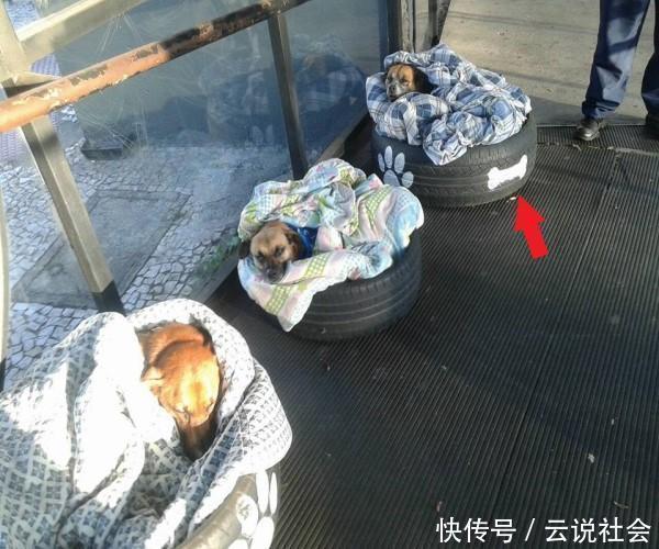  改造|车站员工“挪用”轮胎，配搭毯子改造成流浪狗安乐窝，路人点赞