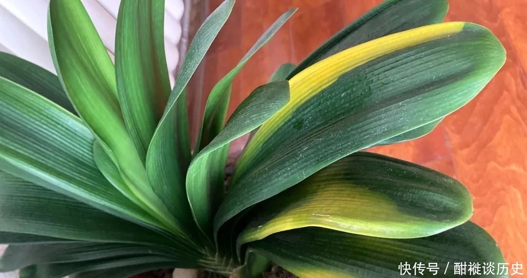 环境|养半年的君子兰盆栽,最近叶片越来越黄,可以直接换盆吗?