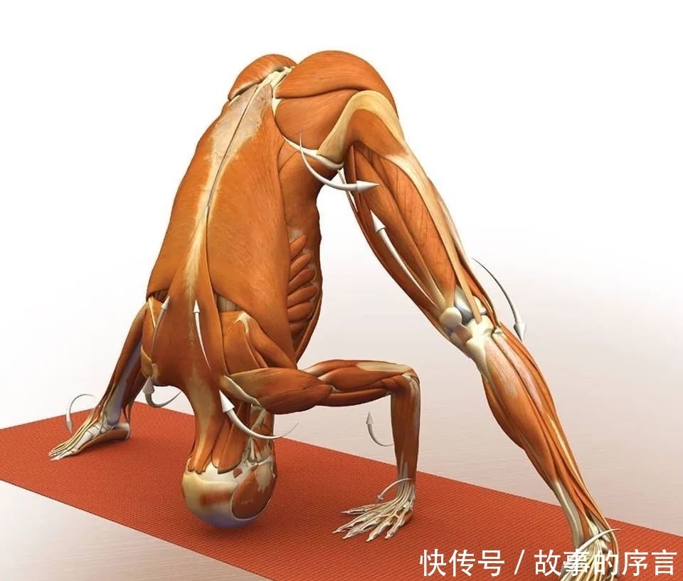  正位|28个常见瑜伽体式解剖图，正位、发力一目了然（收藏级！）