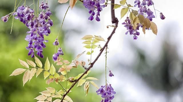 喜从天降|5号到18号开始,运势如虹,富贵临门,喜从天降的4生肖