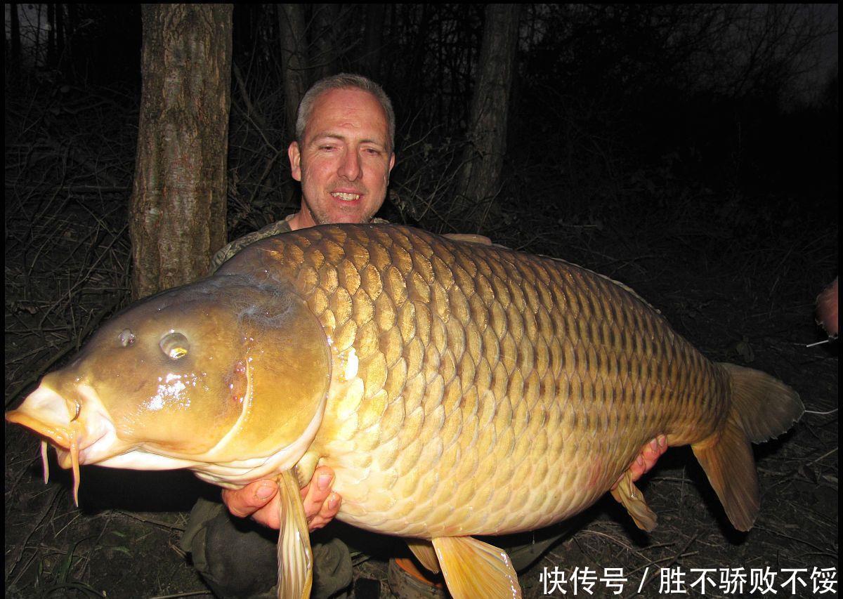 条鲤鱼|一条价值450万的鲤鱼,5年还没被钓上来,钓鱼人:还有这好事?