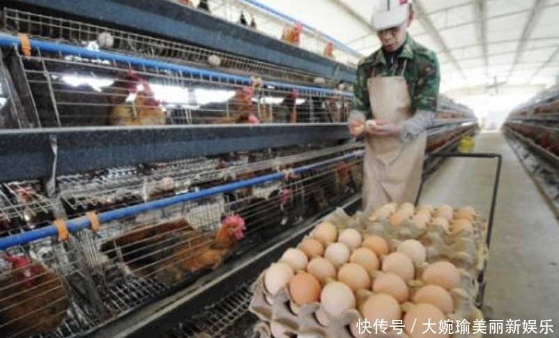  工厂|超市的鸡蛋并不是母鸡下的，看到工厂生产鸡蛋的过程，就懂了