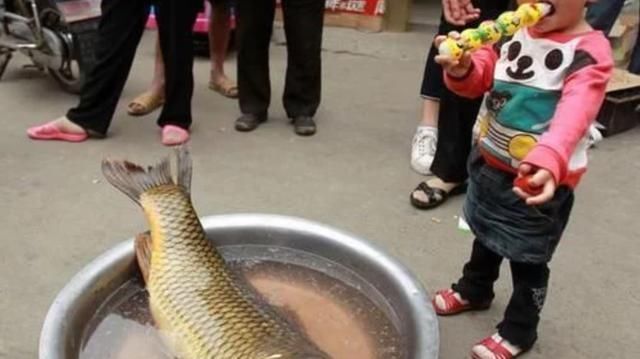 中国|中国“四大鱼”之一，现在几乎没有人吃，为什么人们不吃呢