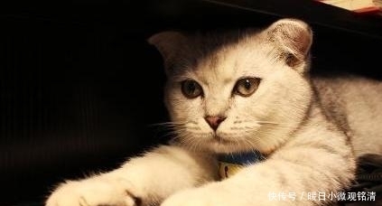 讨厌|心理测试：你最讨厌哪一只猫？测你身上的什么让爱人不能忍受