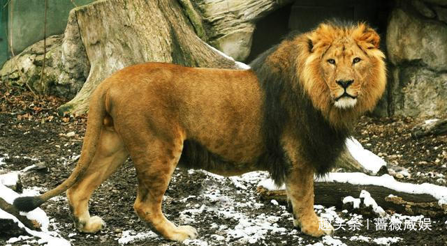  龙生九子|龙生九子，为什么它们长得不一样，它们的母亲都是谁