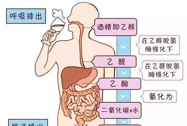 化酒|每年280万人是“喝没”的！化酒为水，这些比解酒药靠谱